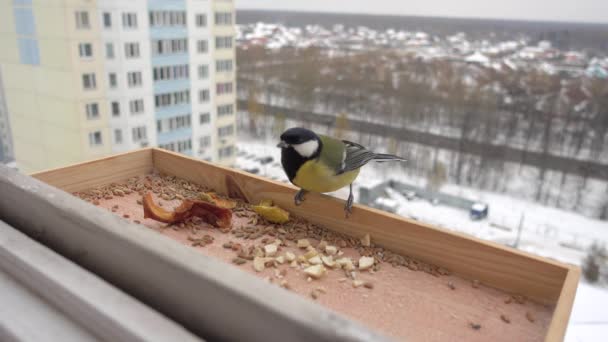 Wild mezen eten in een kribbe — Stockvideo