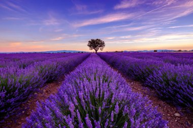 Lavanta alan günbatımında ağacında