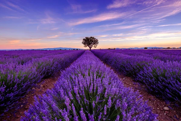 Boom in Lavendel veld bij zonsondergang — Stockfoto