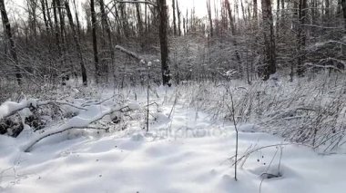 Ağaçlar kışın karda