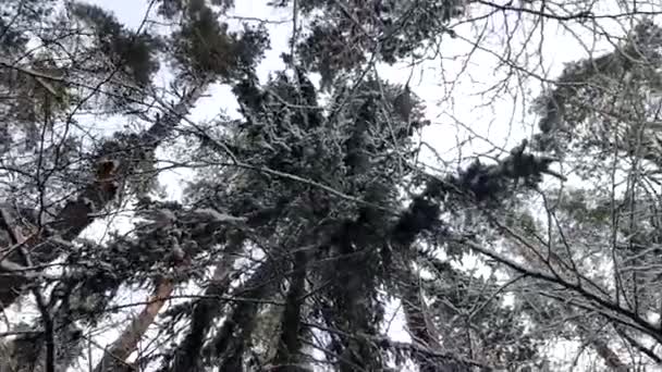 Trees in the snow in the winter — Stock Video