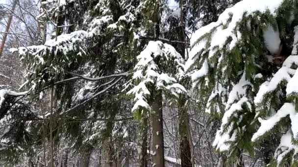 Деревья в снегу зимой — стоковое видео