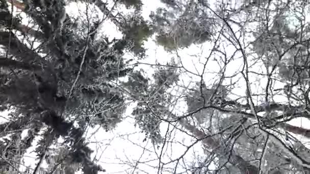 arbres dans la neige en hiver 