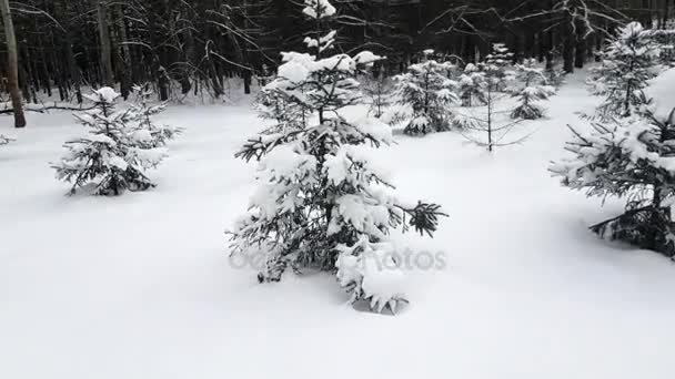 冬の雪の中での木 — ストック動画