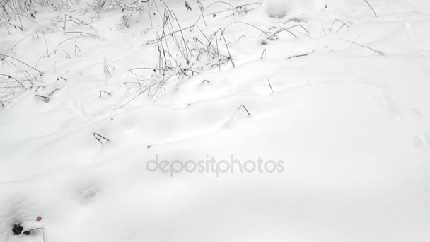 Árboles en la nieve en el invierno — Vídeos de Stock