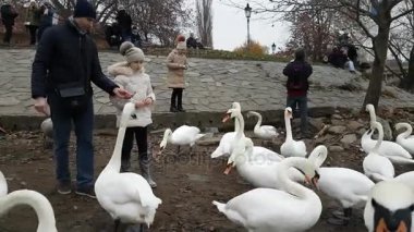 Kuğu ve Vltava Nehri ördekler çok