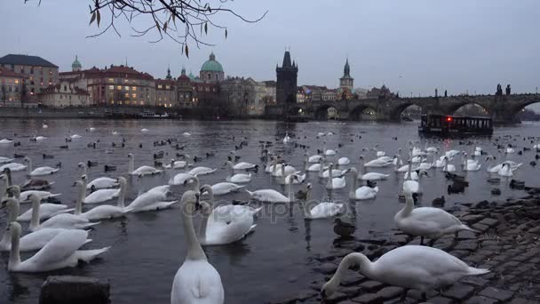 O mulțime de lebede și rațe în râul Vltava — Videoclip de stoc