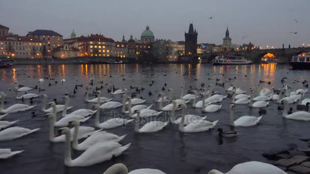 Muitos cisnes e patos no rio Vltava — Vídeo de Stock