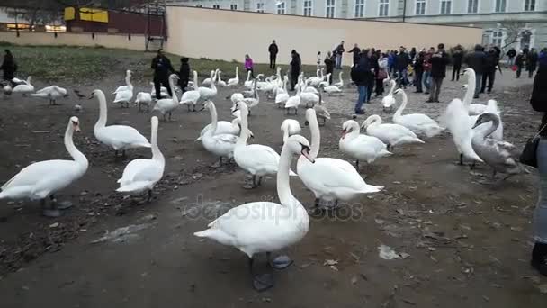 Hel del svanar och änder i floden Vltava — Stockvideo