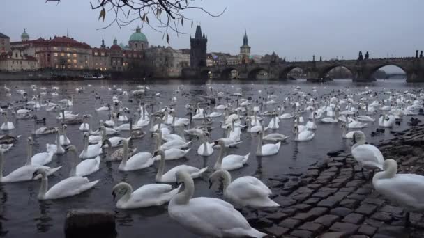Wiele łabędzie i kaczki w rzece Wełtawie — Wideo stockowe