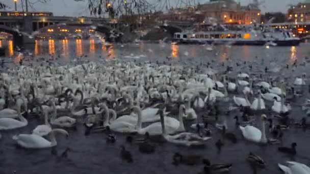 Muchos cisnes y patos en el río Moldava — Vídeo de stock