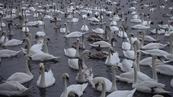 Много лебедей и уток в реке Влтаве — стоковое фото