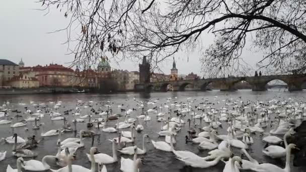 Labutě a kachny na řece Vltava