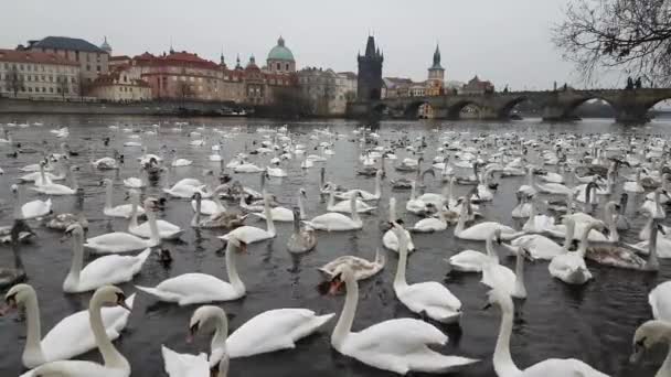 Hel del svanar och änder i floden Vltava — Stockvideo