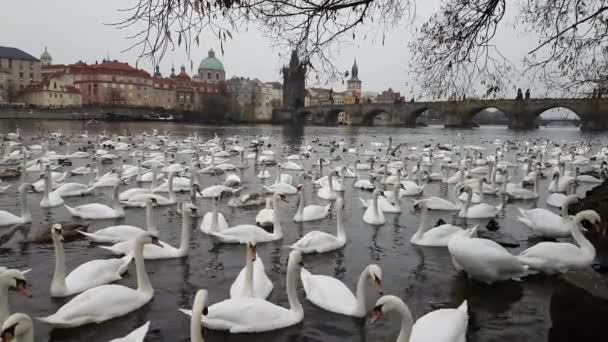 Muitos cisnes e patos no rio Vltava — Vídeo de Stock