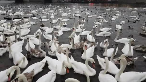 Beaucoup de cygnes et de canards dans la rivière Vltava — Video