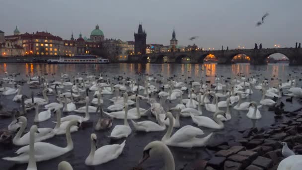 Muitos cisnes e patos no rio Vltava — Vídeo de Stock
