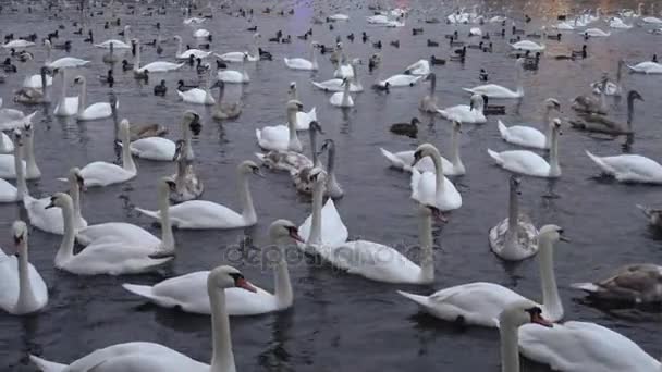 Много лебедей и уток в реке Влтаве — стоковое видео