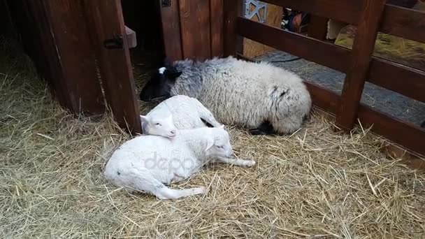 在圣诞集市的牲口棚中的羊 — 图库视频影像