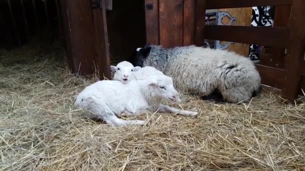 Schafe in der Scheune beim Weihnachtsmarkt — Stockvideo