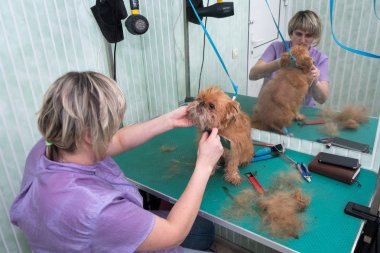 Brussels Griffon kırparak kadın damat yapar