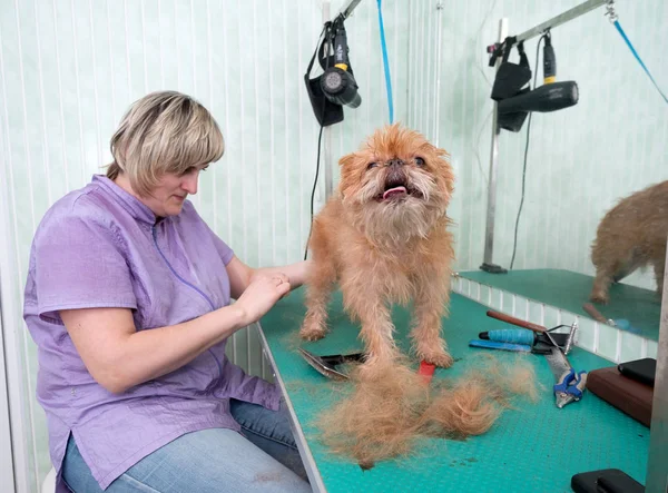 Mujer peluquero hace recorte Bruselas Griffon — Foto de Stock