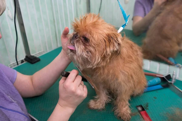 Kvinna groomer gör trimning Bryssel Griffon — Stockfoto