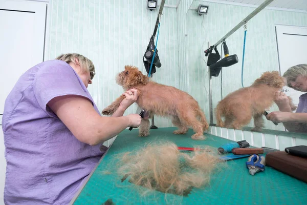 Mulher groomer faz aparar Bruxelas Griffon — Fotografia de Stock