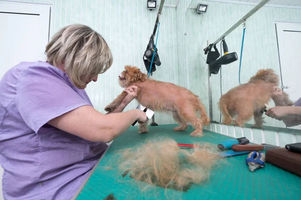 Vrouw groomer maakt trimmen Brussels Griffon — Stockfoto