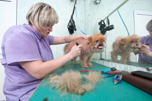 Mujer peluquero hace recorte Bruselas Griffon — Foto de Stock
