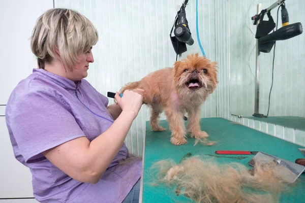 Mujer peluquero hace recorte Bruselas Griffon — Foto de Stock