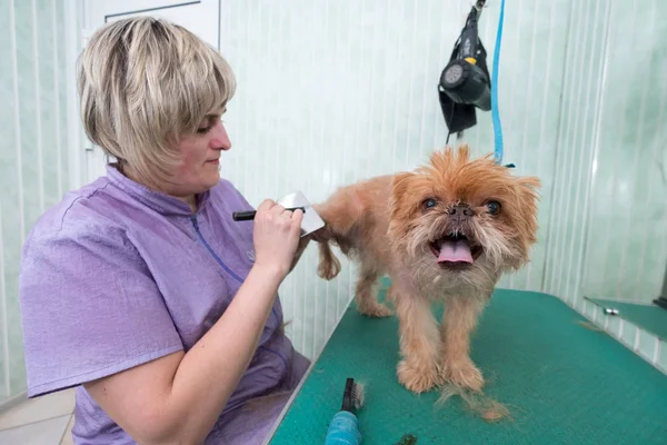 Mulher groomer faz aparar Bruxelas Griffon — Fotografia de Stock