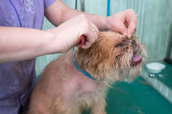 Kvinna groomer gör trimning Bryssel Griffon — Stockfoto