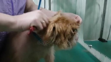 Brussels Griffon kırparak kadın damat yapar