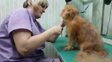 Brussels Griffon kırparak kadın damat yapar