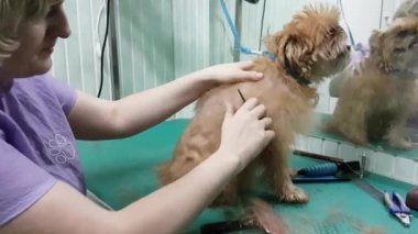 Brussels Griffon kırparak kadın damat yapar