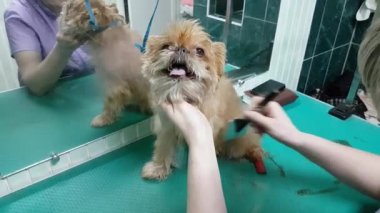 Brussels Griffon kırparak kadın damat yapar