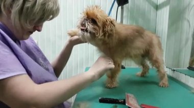 Brussels Griffon kırparak kadın damat yapar