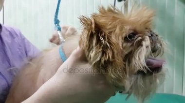 Brussels Griffon kırparak kadın damat yapar