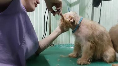 Brussels Griffon kırparak kadın damat yapar