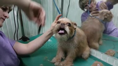 Brussels Griffon kırparak kadın damat yapar