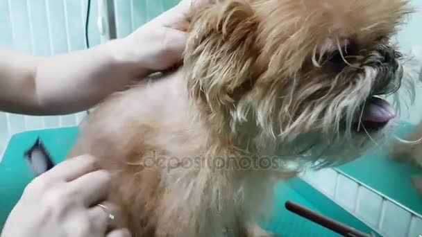 Woman groomer makes trimming Brussels Griffon — Stock Video