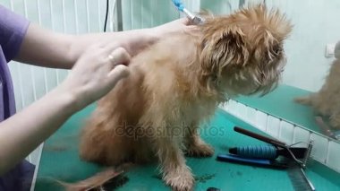 Brussels Griffon kırparak kadın damat yapar