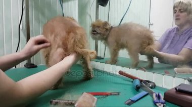 Brussels Griffon kırparak kadın damat yapar