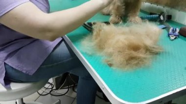 Brussels Griffon kırparak kadın damat yapar