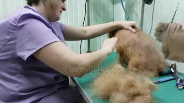 Brussels Griffon kırparak kadın damat yapar