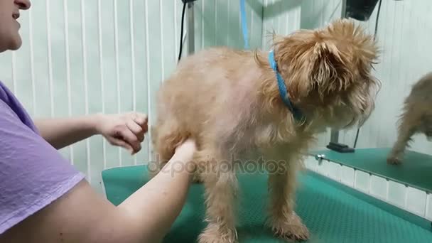 Woman groomer makes trimming Brussels Griffon — Stock Video