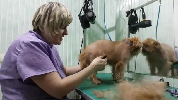 Kvinna groomer gör trimning Bryssel Griffon — Stockvideo