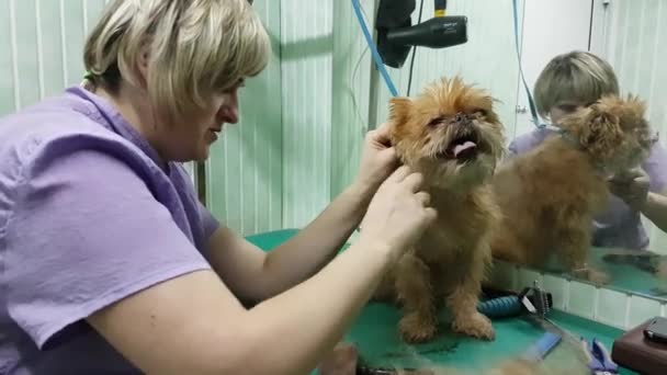 Mulher groomer faz aparar Bruxelas Griffon — Vídeo de Stock