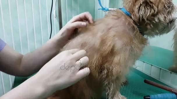 Mulher groomer faz aparar Bruxelas Griffon — Vídeo de Stock